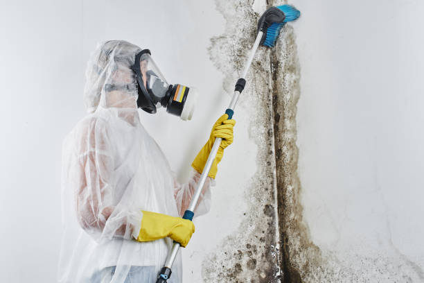 Best Mold Damage Repair  in South Kensington, MD