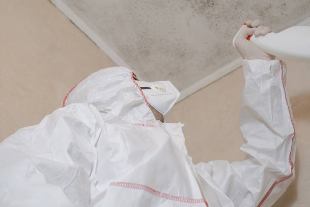Best Mold Damage Repair  in South Kensington, MD