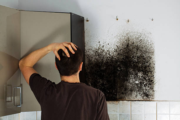 Best Affordable Mold Removal  in South Kensington, MD
